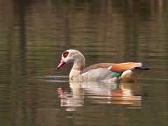 Nilgans - eine ungläubige Begegnung