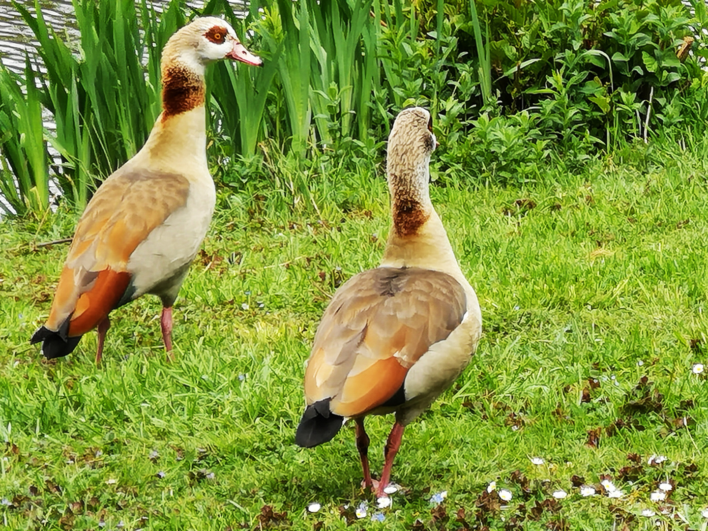 Nilgans-Eltern am Kreuzbergsee