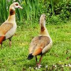 Nilgans-Eltern am Kreuzbergsee