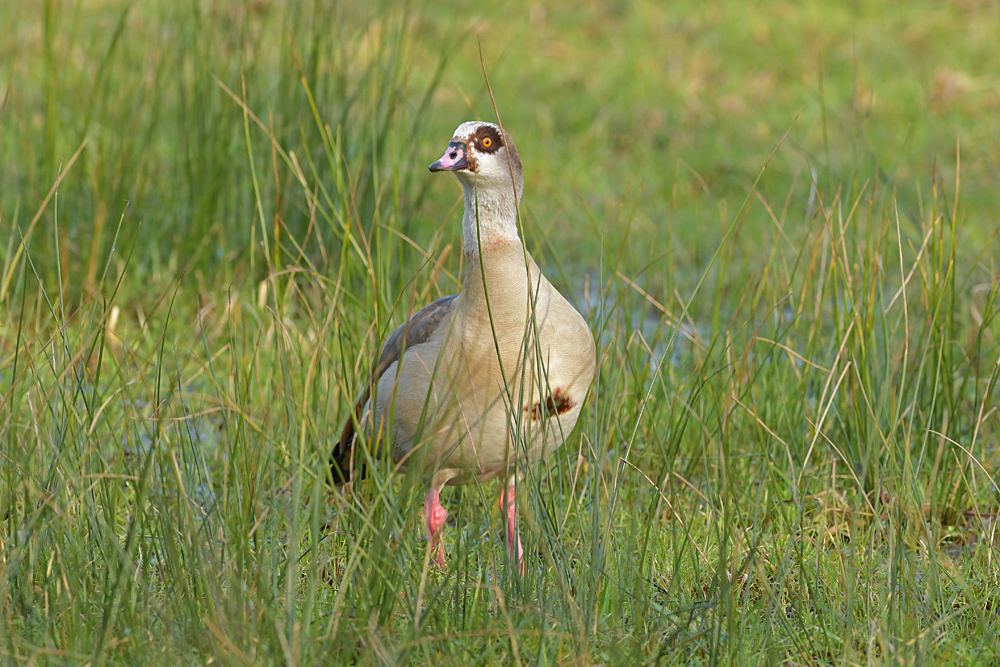 Nilgans: Es geht auch anders 01