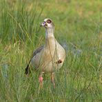 Nilgans: Es geht auch anders 01