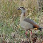 Nilgans: Es geht auch anders 02