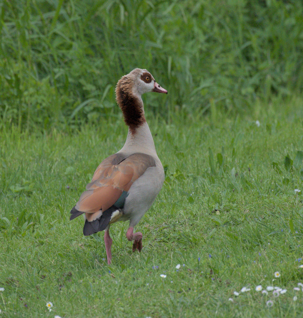 Nilgans