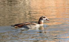 nilgans