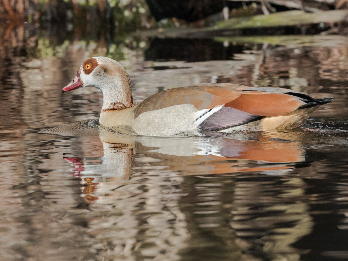 Nilgans