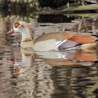 Nilgans