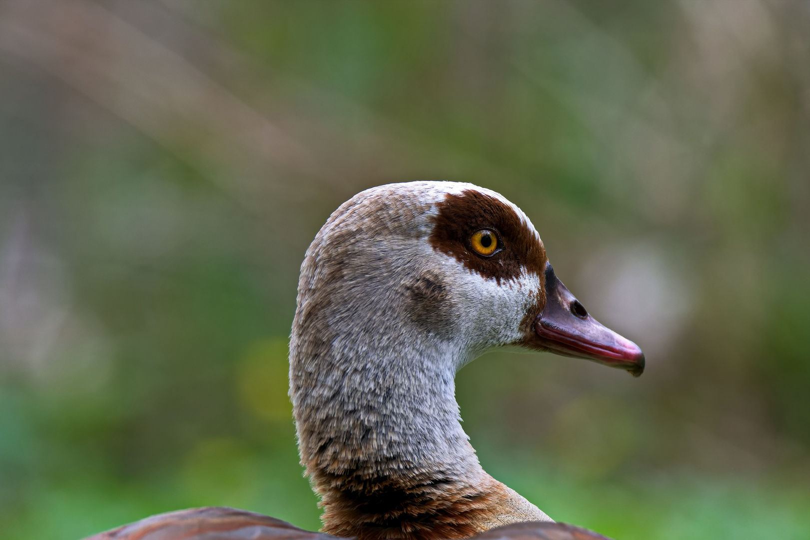 Nilgans