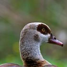 Nilgans