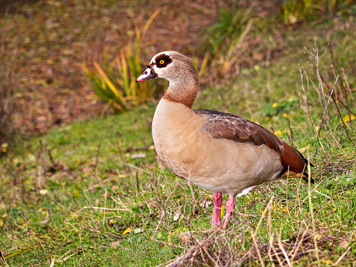 Nilgans