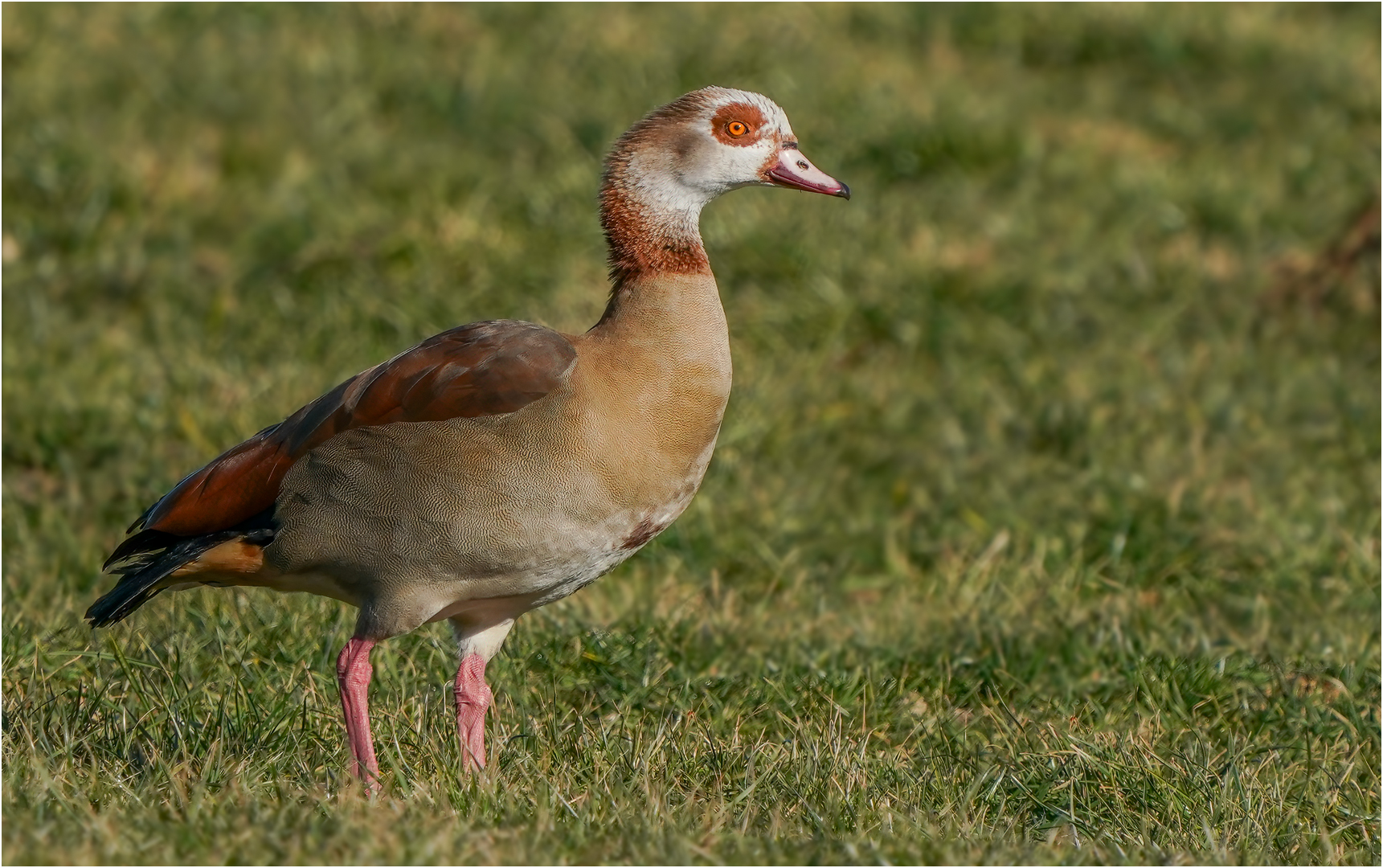 Nilgans