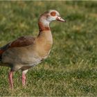 Nilgans