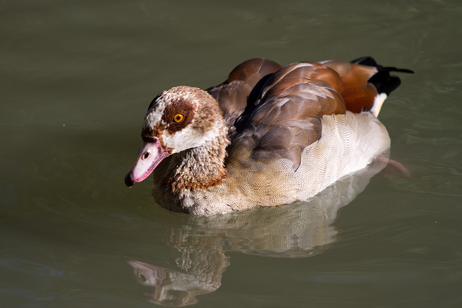 Nilgans