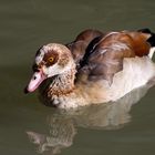 Nilgans