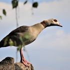 Nilgans