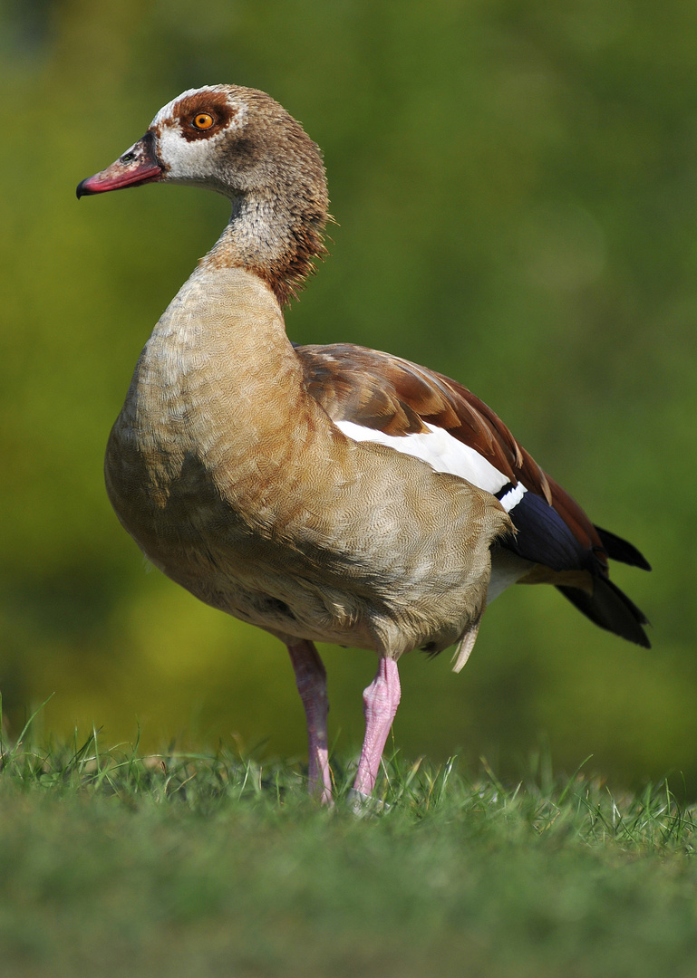 Nilgans