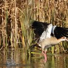 Nilgans