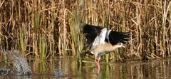 Nilgans