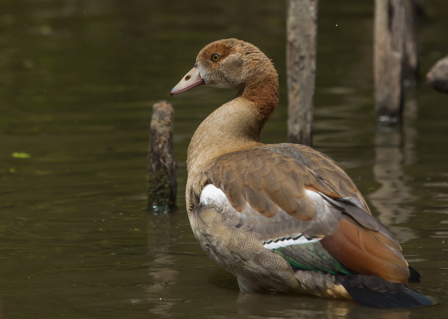 Nilgans