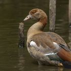 Nilgans