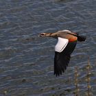 Nilgans