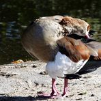 ...Nilgans