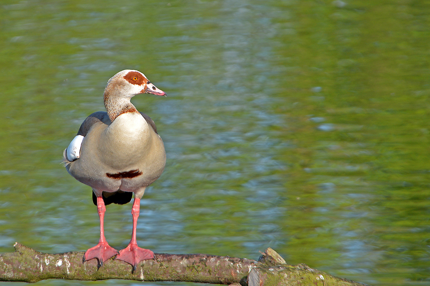 Nilgans