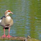 Nilgans