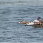 Nilgans