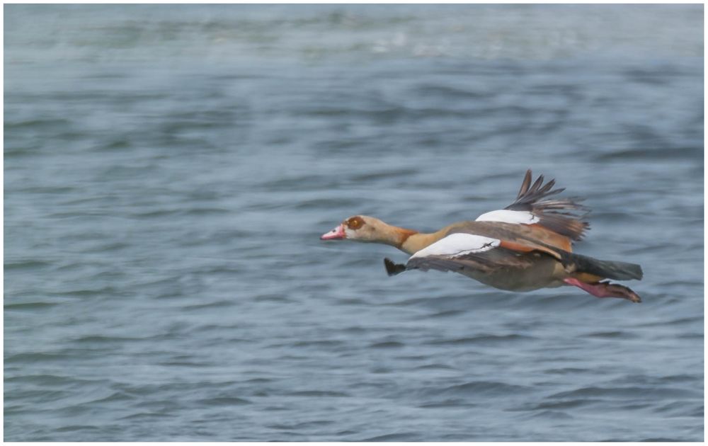 Nilgans