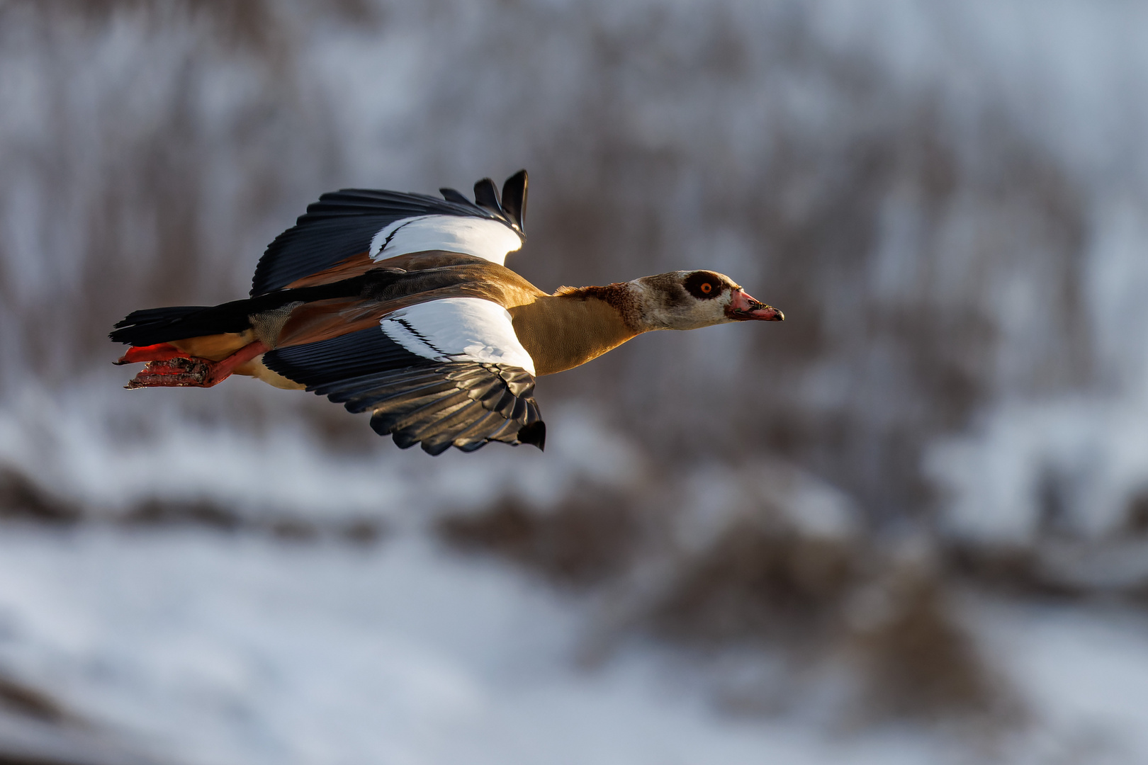 Nilgans