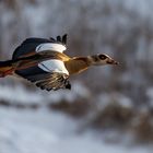 Nilgans