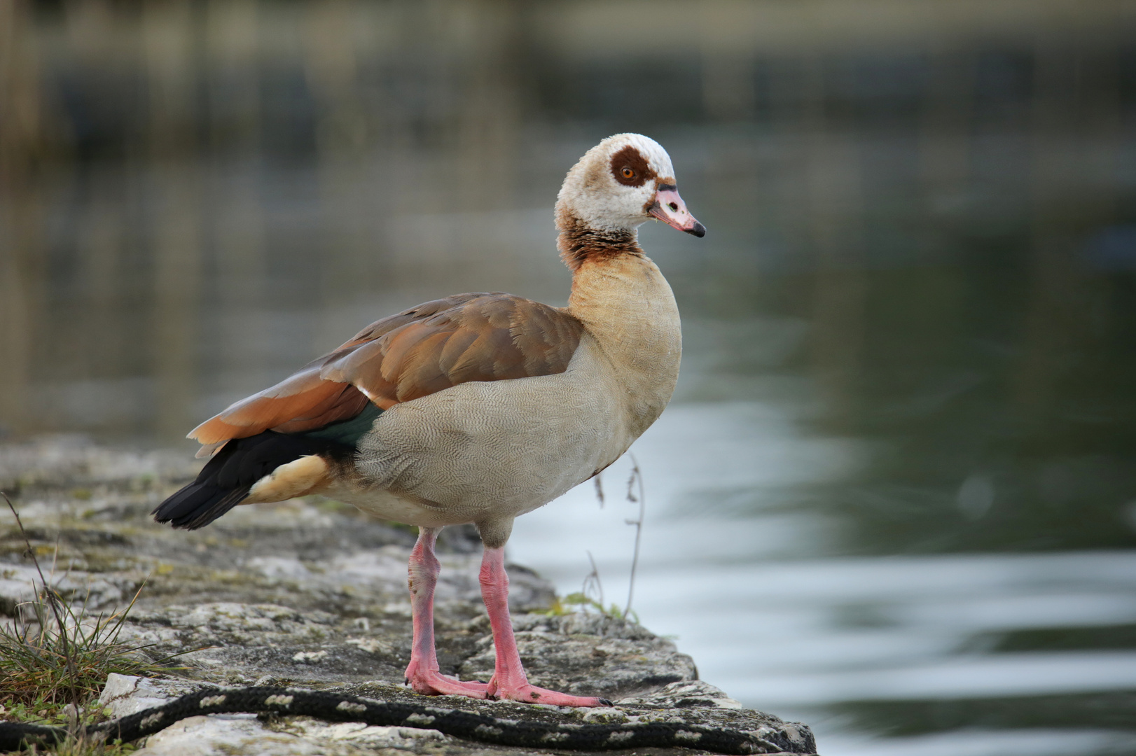 Nilgans