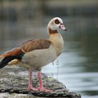 Nilgans