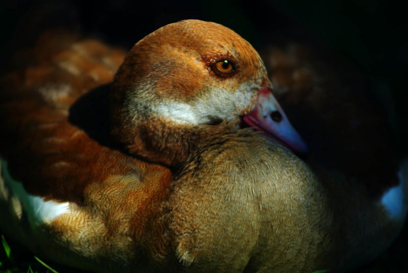 Nilgans