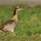 Nilgans