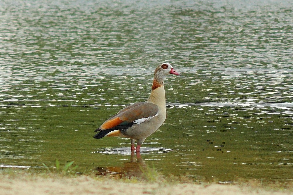 Nilgans