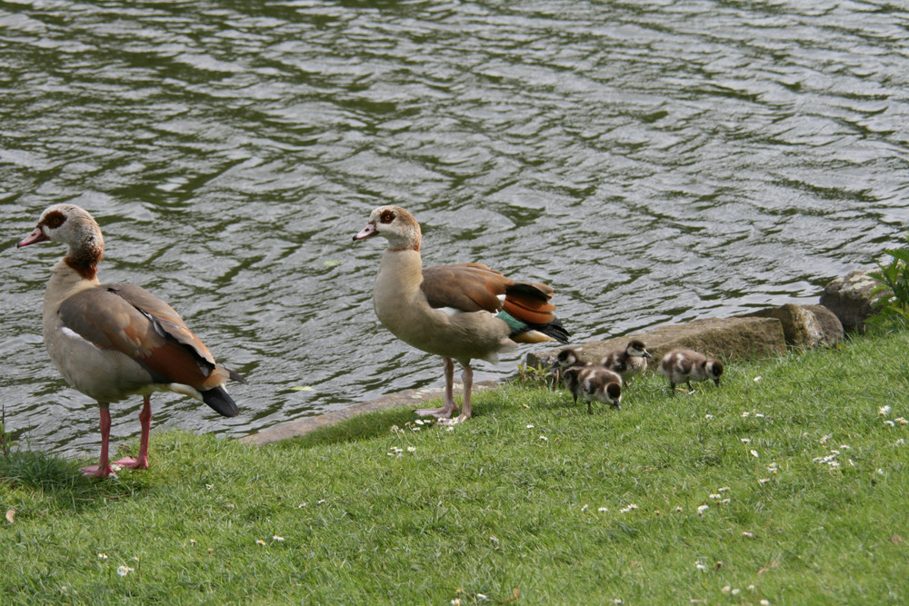 Nilgans Familie