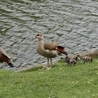 Nilgans Familie