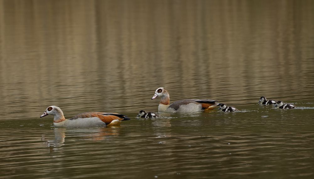 Nilgans Familie