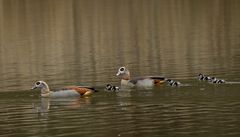 Nilgans Familie