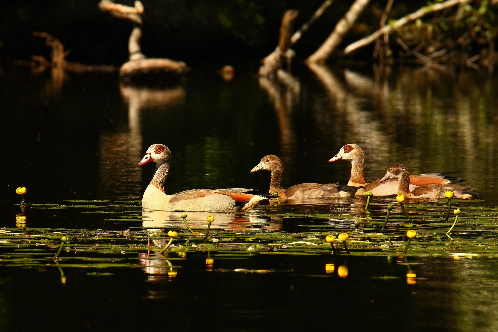 Nilgans-Familie