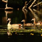 Nilgans-Familie