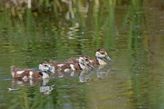 Nilgans Familie.