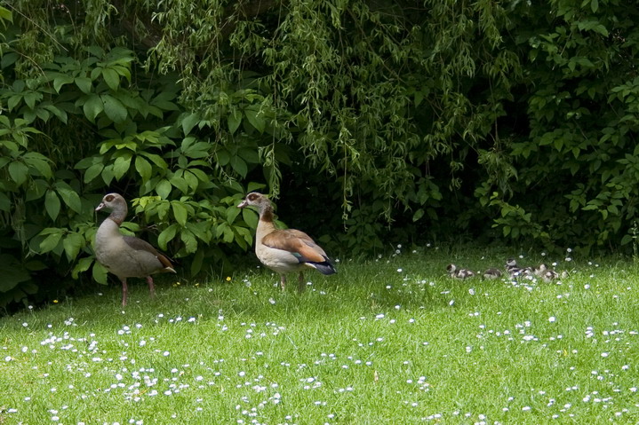 Nilgans-Familie