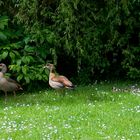 Nilgans-Familie