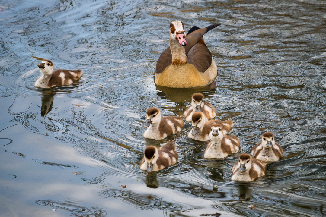 Nilgans Familie