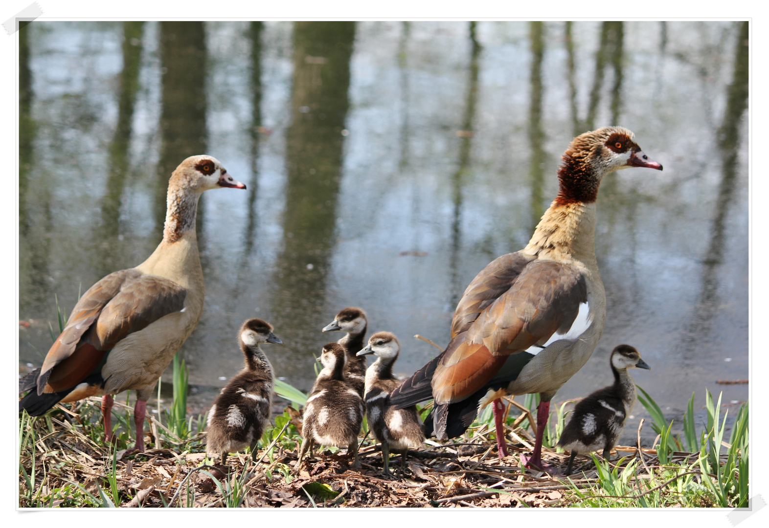 Nilgans - Familie