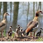 Nilgans - Familie