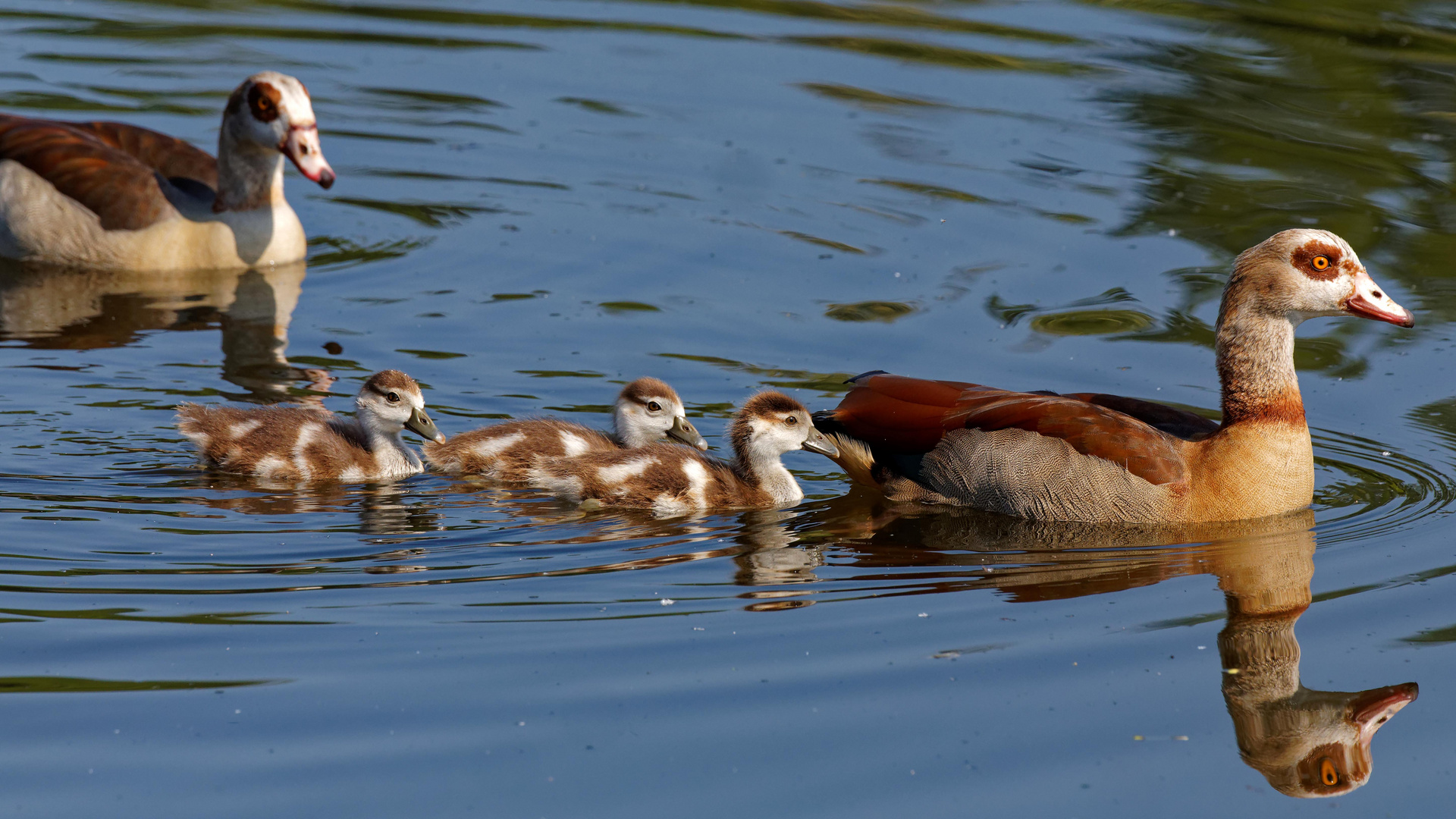 Nilgans Familie