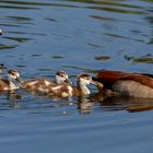 Nilgans Familie